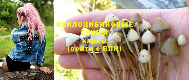 Псилоцибиновые грибы Psilocybe  Асбест 